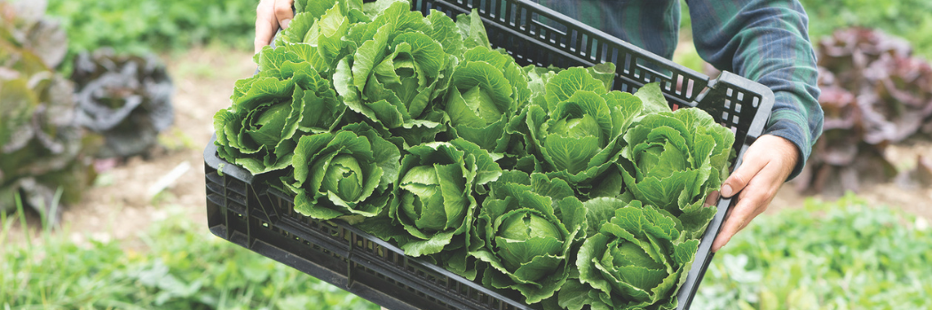 Mini & Full-size Head Lettuce for Market