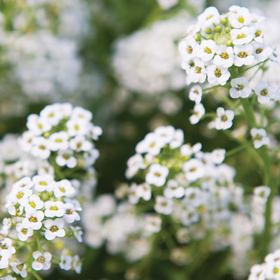How to Grow Alyssum