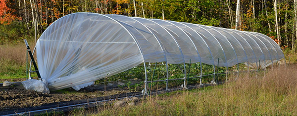 Cucurbits & brassicas in caterpillar tunnel Cucurbits & brassicas in caterpillar tunnel