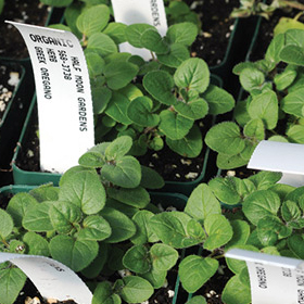 Greek Oregano