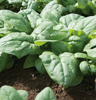 Kolibri spinach