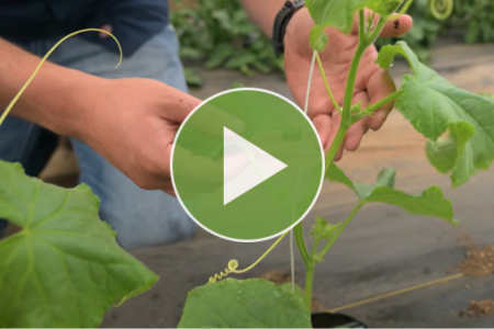 video thumbnail - Demeter cucumber