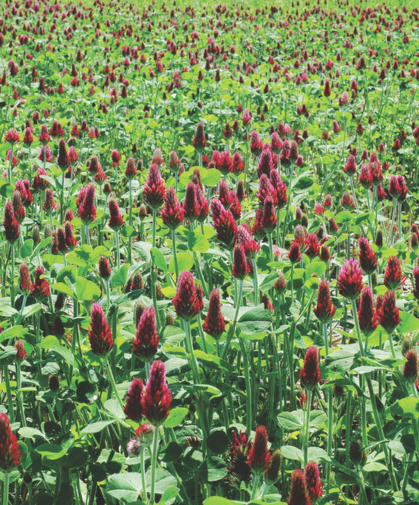 Clover cover crop