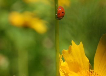lady beetle