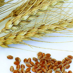 How to Grow Spring Grains