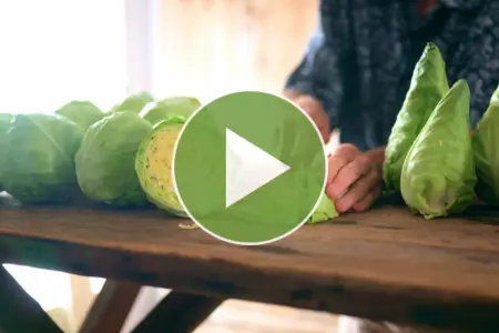 Watch our video on fresh eating cabbages