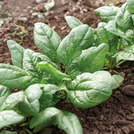 Tundra spinach
