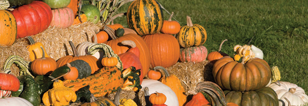 How to choose which squash & pumpkin varieties to grow