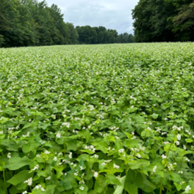 Winter Cover Cropping