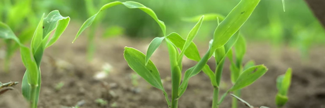 sweet corn seedlings