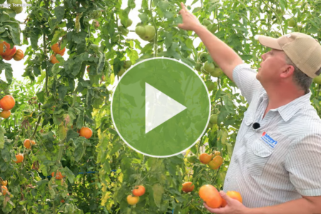 Video about 'Ginfiz' and 'Margold' hyloom tomatoes