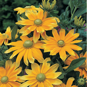How to Grow Rudbeckia