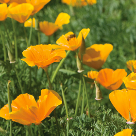 How to Grow Poppies