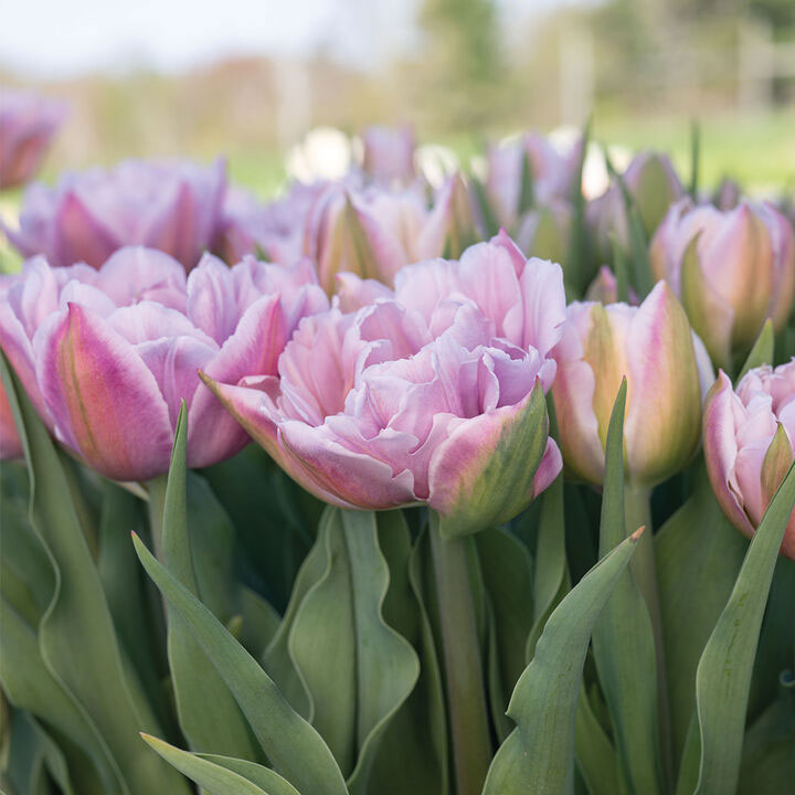 Flower Bulbs