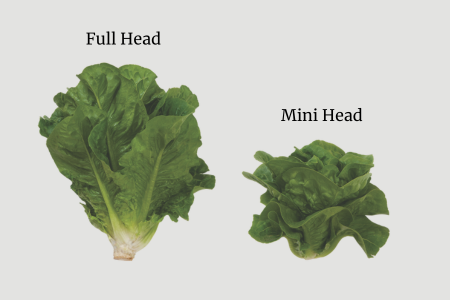 Size Comparison - Mini v Full-size Head Lettuce