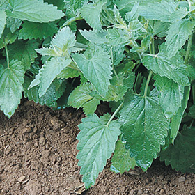  Catnip