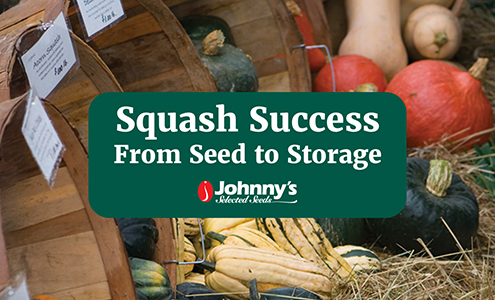 Squash Success