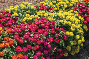 Zinnias range from the diminutive to the giant