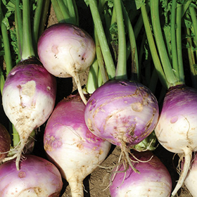 How to Grow Brassicas and Broadleaves