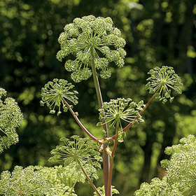 Angelica