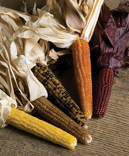 Ornamental corn, which provides a useful filler or background item in fall harvest displays.