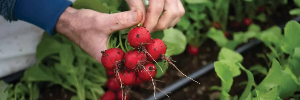 hands holding a bunch of red round winter radishes