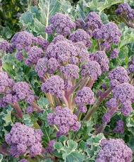 Bonarda mini broccoli