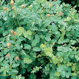  Salad Burnet