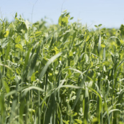 oats