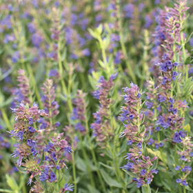  Hyssop