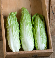 Virtus radicchio