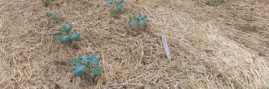 aged manure