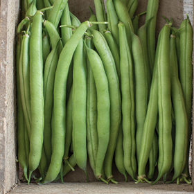 Beans