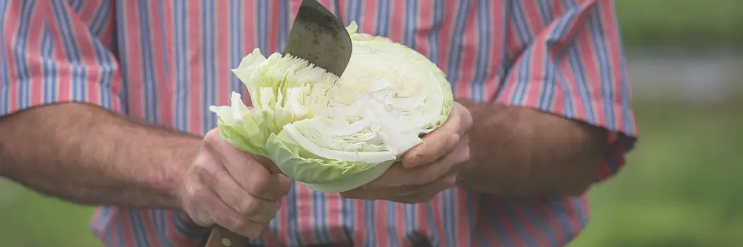 person slicing a cabbage for fresh eating
