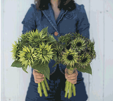 Sun-Fill Green & Purple bring the sunflower-back look to the forefront.