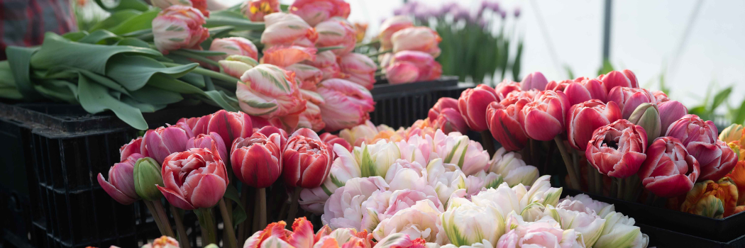 Forced tulips in a greenhouse