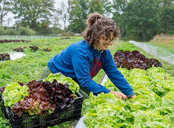 succession planting programs