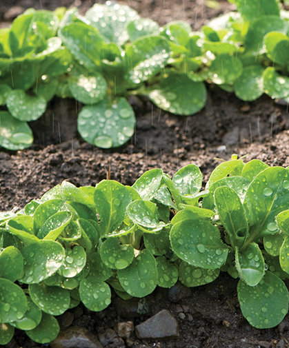 A planting of m&acirc;che in the early spring rains, known for the sweet, nutty flavor of its leaves in salads.