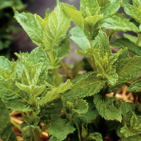 Mint from Seed