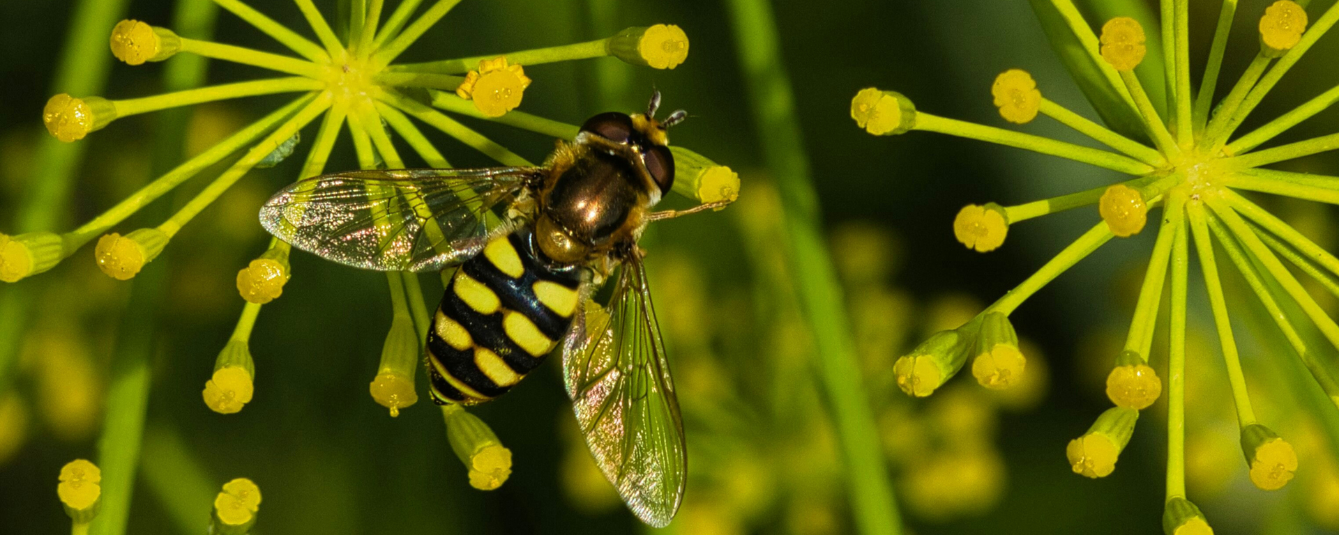 close up of beneficial insect
