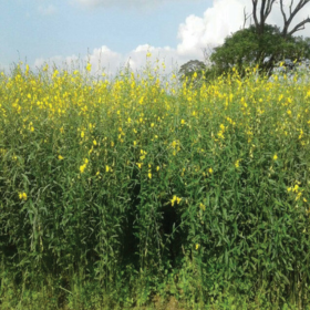 Sunn hemp cover crop