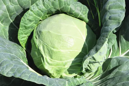 Tiara mini cabbage