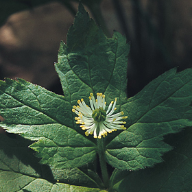Goldenseal from Bare Roots