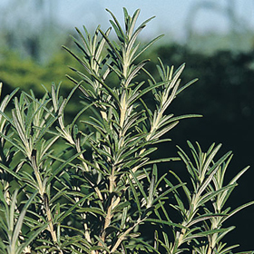 Rosemary from Seed