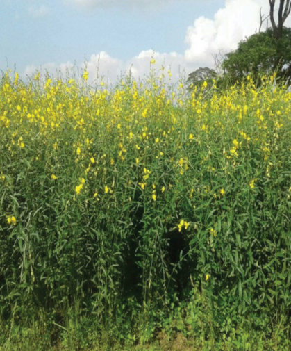 Sunn hemp cover crop
