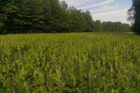 spring manure mix cover crop