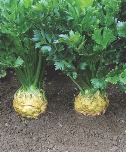 A field of celeriac plants, ready for harvesting.
