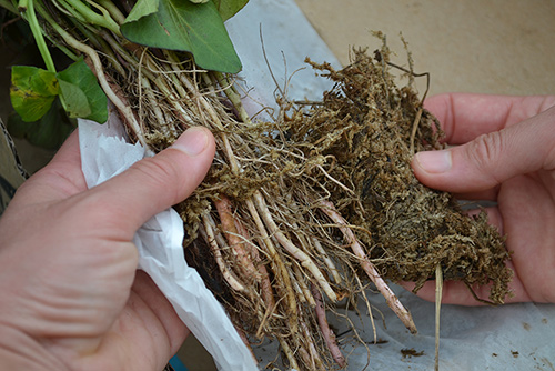 Gently loosen your sweet potato slips