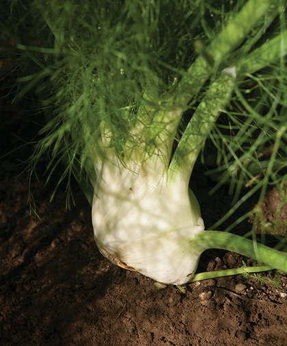 With its crisp, white, flavorful layers this large rounded fennel bulb is ready to harvest and enjoy.