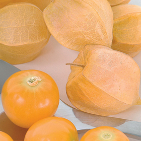 How to Grow Husk Cherry